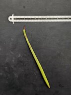 Tall-stilt mangrove (Rhizophora apiculata)