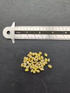 Chilean bellflower (Lapageria rosea)