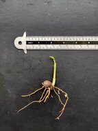 Celebes palm (Pinanga celebica)