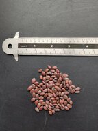 Judas tree (Cercis siliquastrum)