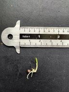 Red ginger lily (Etlingera coccinea)