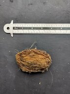 Asam kambang mango (Mangifera quadrifida)