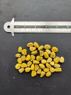 Lacebark tree (Brachychiton discolor)