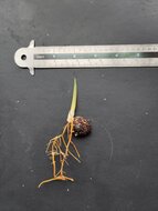 Dragons blood rattan (Calamus draco)