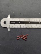 Green freesia (Freesia viridis ssp. viridis)