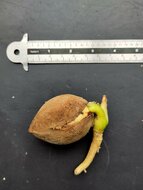 Cycad (Cycas scratchleyana)