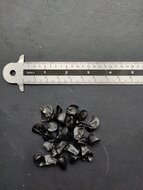 Sea daffodil (Pancratium maritimum)