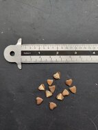 Evergreen Dutchman's pipe (Aristolochia sempervirens)