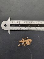 Lowland Breadfruit Fig (Ficus brusii)