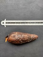 Broad leaved Garcinia (Garcinia latissima)