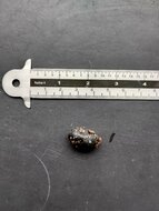 Aetanthus (Aetanthus nodosus)