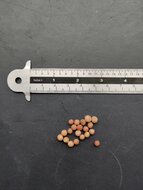 Socotra dragon tree (Dracaena cinnabari)