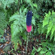 Kyushu voodoo lily (Amorphophallus kiusianus)