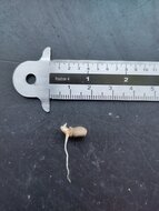 Kyushu voodoo lily (Amorphophallus kiusianus)