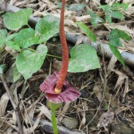 Henry's aroid (Amorphophallus henryi)