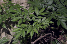 Henry's aroid (Amorphophallus henryi)