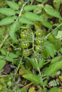 Gal&aacute;pagos tomato (Solanum cheesmaniae)