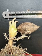 Cycad (Cycas edentata)