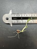 Swamp taro (Cyrtosperma hayii)