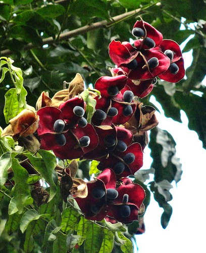 10 graines Majidea zanguebarica (Perles de Zanzibar, Black pearl tree)