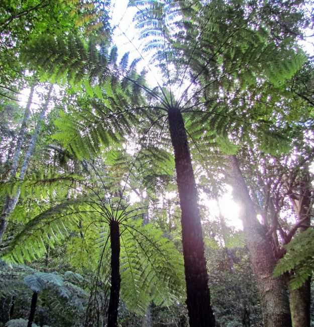 Rough Tree Fern (Cyathea australis)