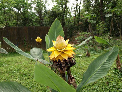 Musella lasiocarpa  Seeds 50 Golden lotus Banana Seeds ,Chinese  Yellow Banana Seeds