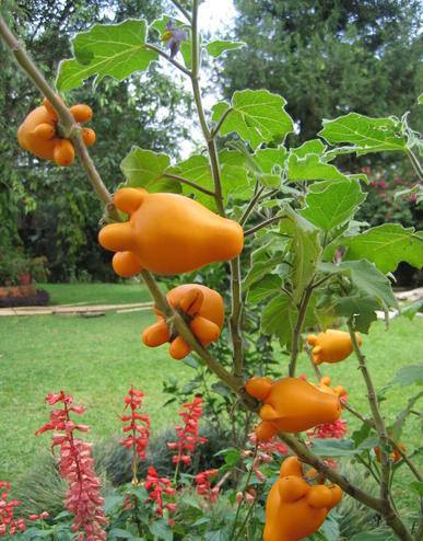 10 Seeds SAFLAX Love Apple/Nipplefruit Solanum mammosum