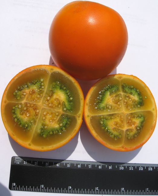 Saatgut Seeds Gemüsegarten Lulo Solanum Naranjilla * Quitoense 