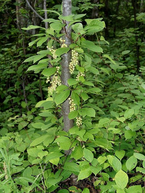 Schisandra Magnolia-vine - 20 seeds Onszaden