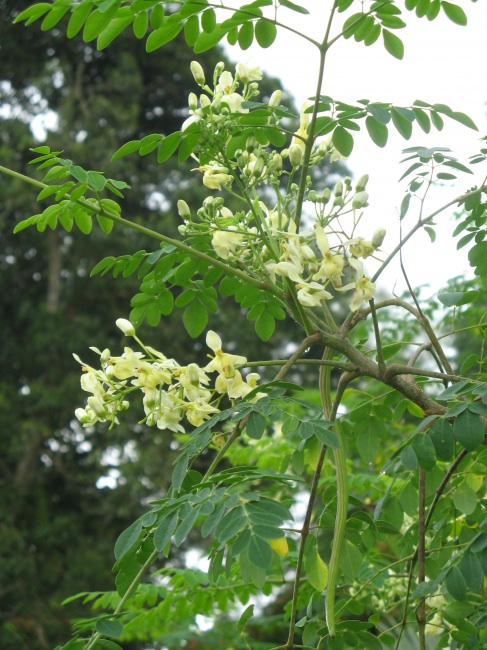 Moringa boom kopen