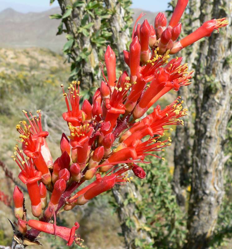 thumbnail image 2 of 25 Fouquieria Splendens Ocotillo Seeds – Rare Candlewood Succulent From Madagascar 2 of 6
