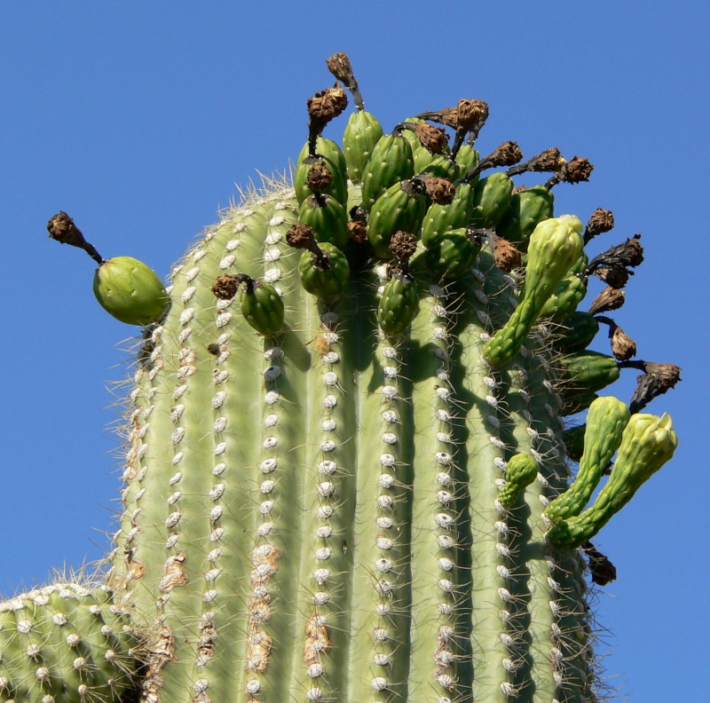 50 GIANT SAGUARO CACTUS Carnegiea Gigantea Seeds Classic Southwestern Cacti