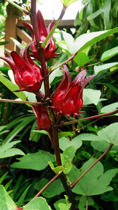 50 Seeds Details about   Hibiscus Sabdariffa Roselle Seeds ** ORIGINAL ** Flower Bonsai Plant 