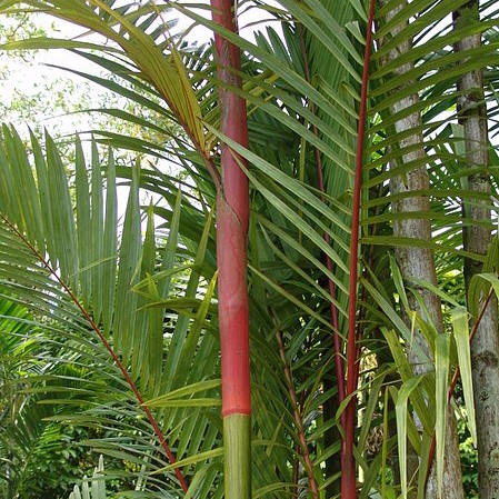 Fesh Cyrtostachys Sealing Lipstick Palm Tree Seeds 10 pcs 