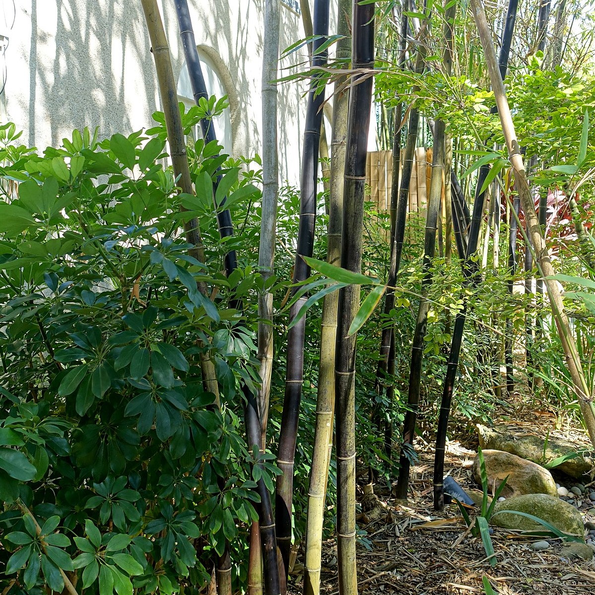 Bambusa lako 10 graines bambou noir de Timor