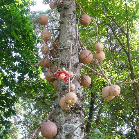 Cannonball tree fruit