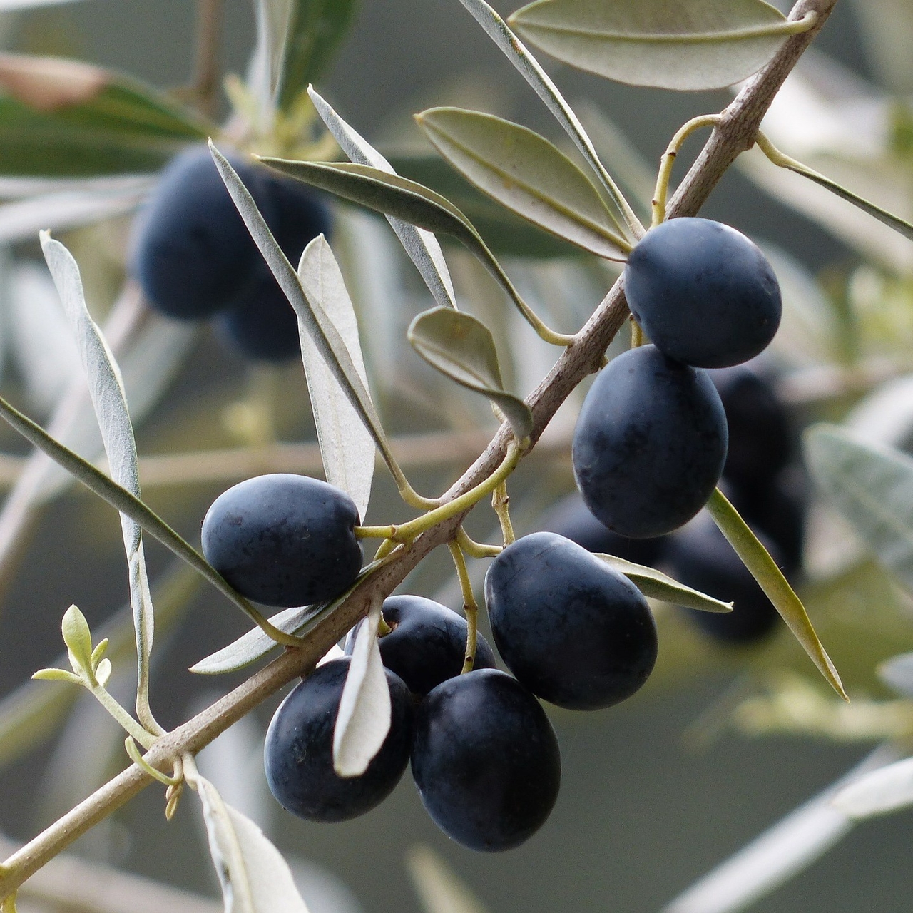 European Olive (Olea europaea)