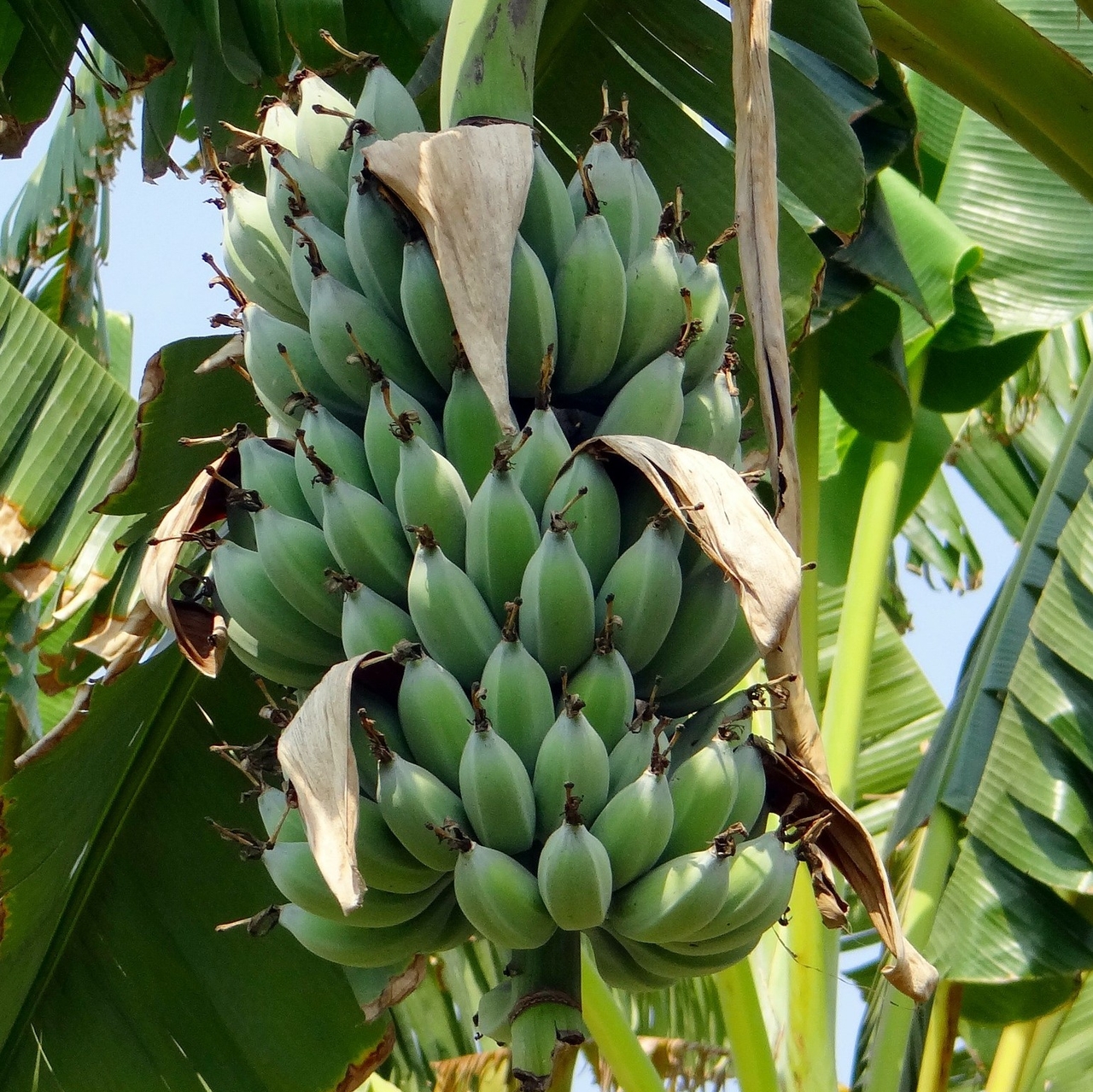 5 semillas assam-enano-banana assam-dwarf-banana Musa aurantiaca 5 Seeds