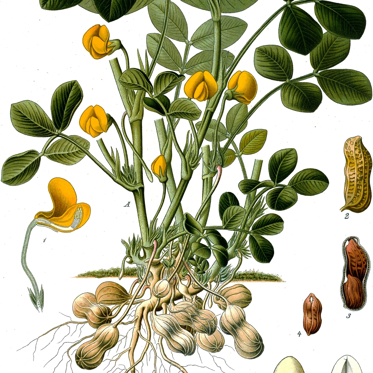 j557 peanut seeds semi semilla Arachis hypogaea 10 seeds of toblerone peanuts 