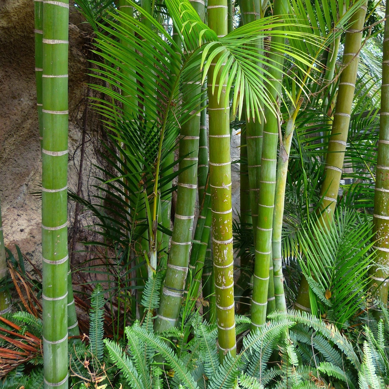 Phyllostachys - Moso bamboo - 20 -