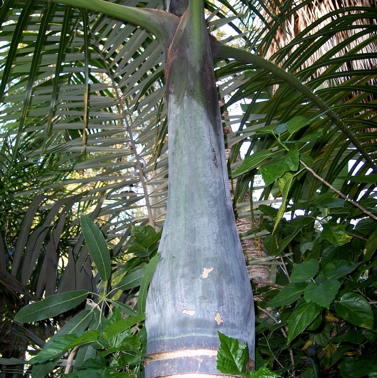 Spindle Palm 10 Seeds Hyophorbe verschaffeltii 
