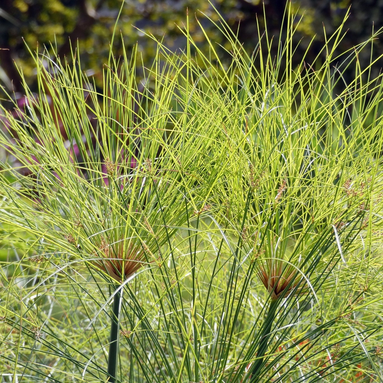 Negozio Bonsai: Semi di Papiro Egiziano (Cyperus papyrus)