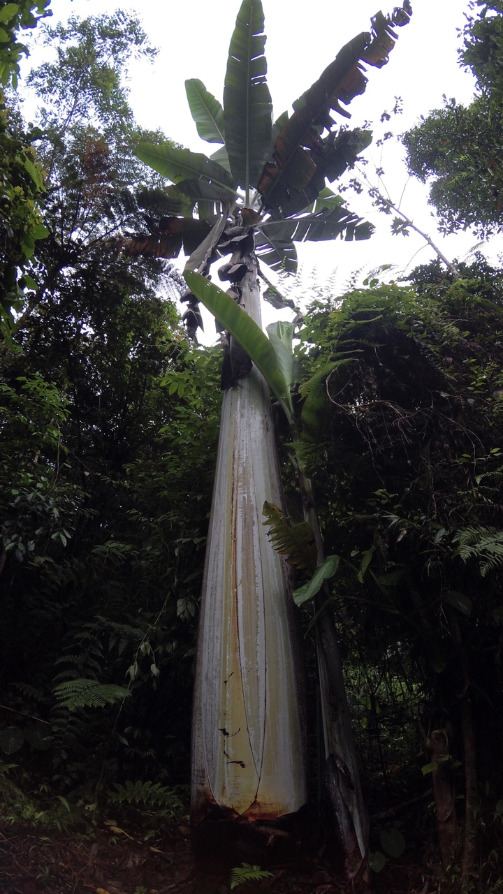 Giant Highland Banana (Musa ingens) - 3 seeds - Onszaden