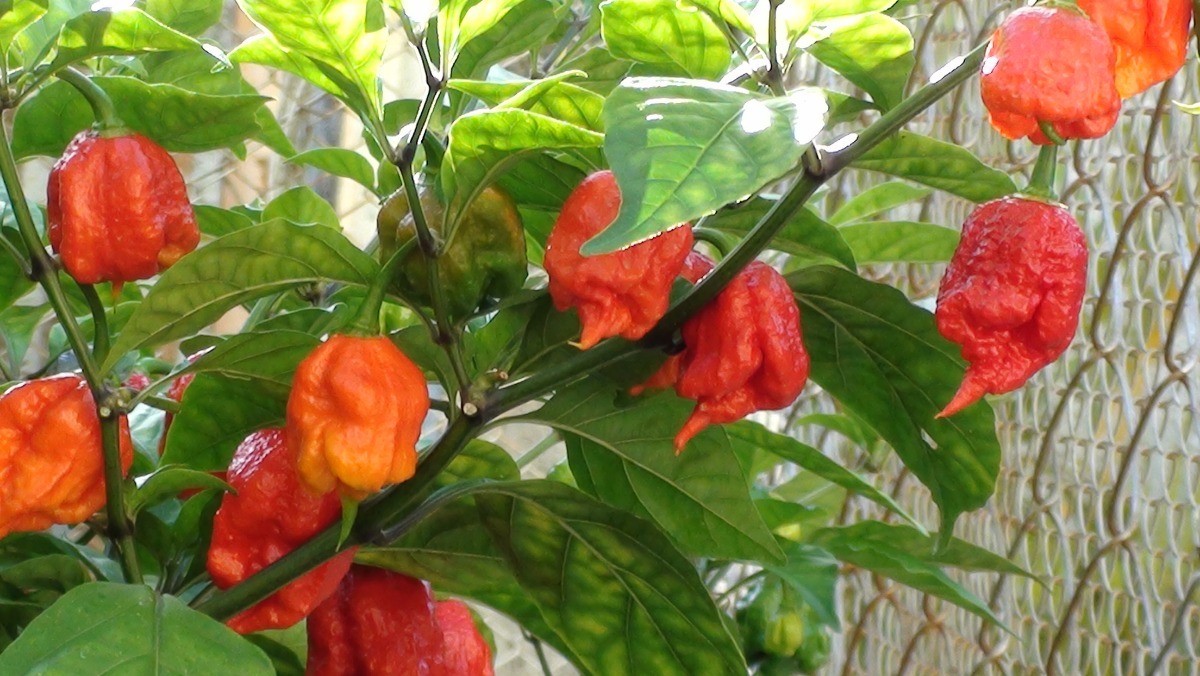 Piment La Faucheuse Californienne (c. Chinense, Carolina Reaper)