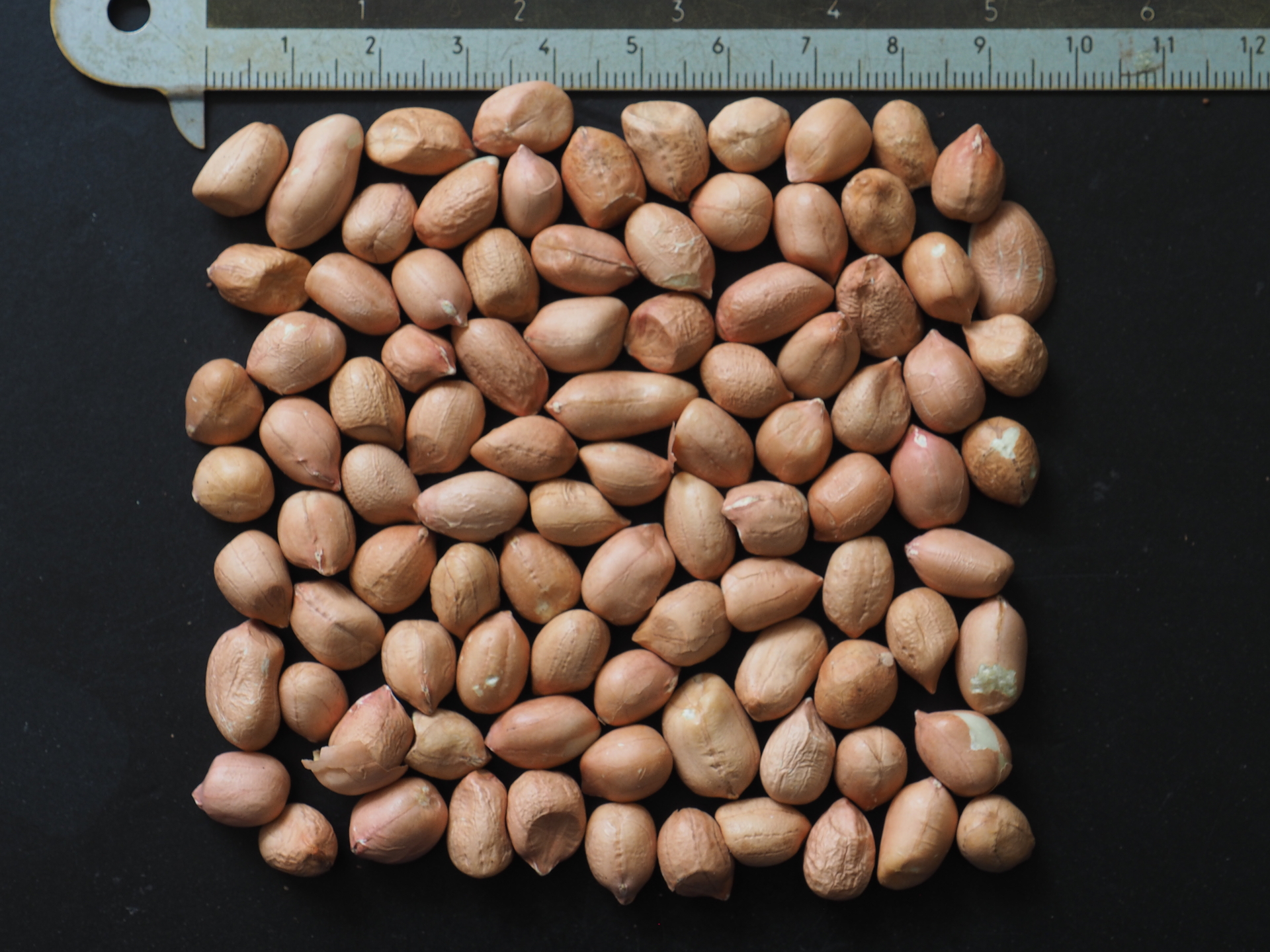 Buy Peanut Plants Ground cover in Australia Arachis hypogaea