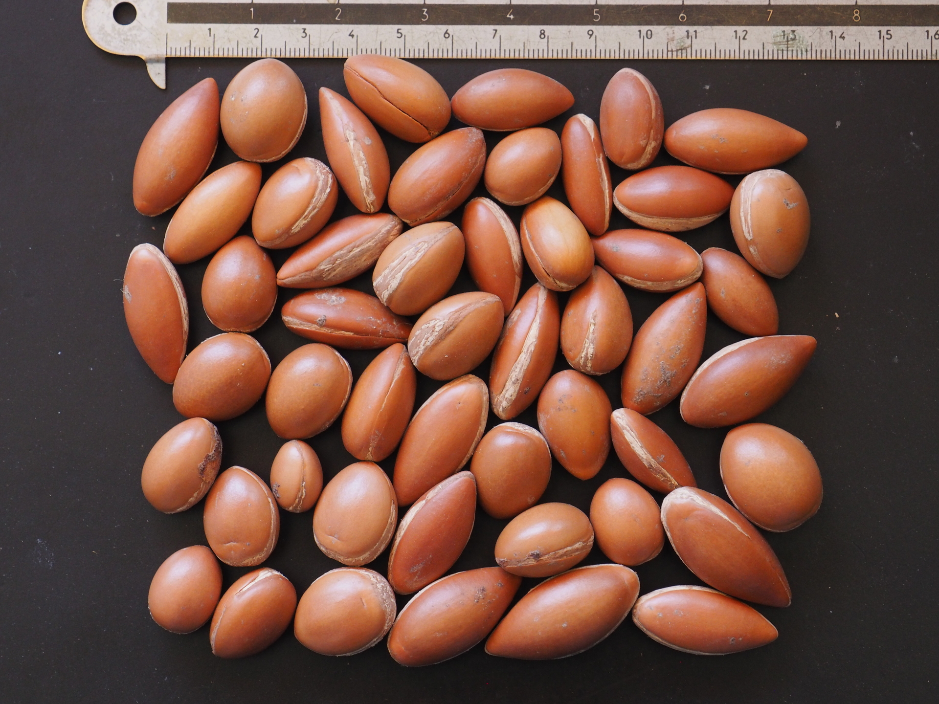 50 Graines Fraîches d'Argan Argania Spinosa Tree seeds 
