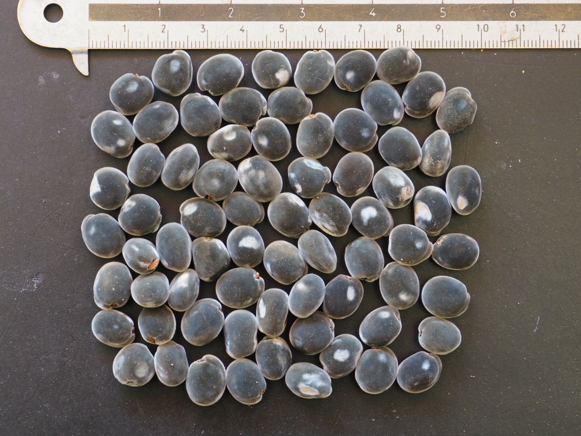 10 graines Majidea zanguebarica (Perles de Zanzibar, Black pearl tree)