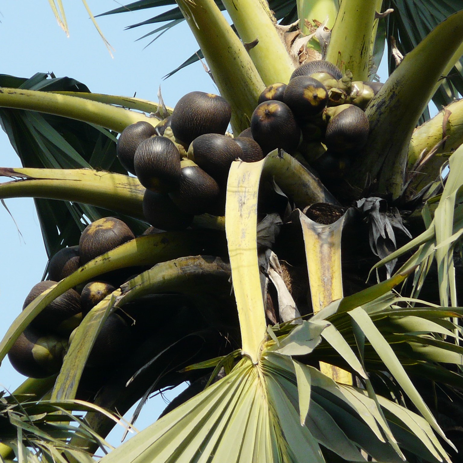 Palmyra palm (Borassus flabellifer)