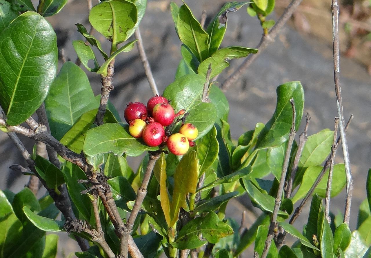 Jungle geranium (Ixora coccinea) - 5 seeds - Onszaden
