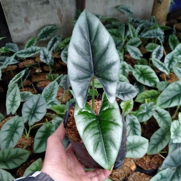 Alocasia (Alocasia reversa)